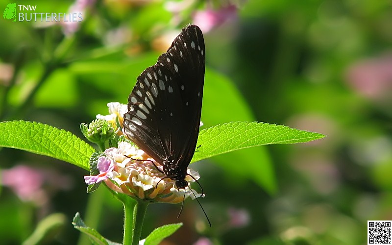 Common Indian Crow